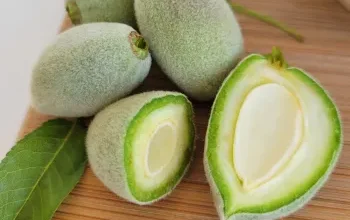 چغاله بادام را با این روش های نگهداری کنید!
