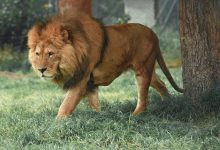 لحظه هولناک حمله شیر به یک زن و دو کودک در پاکستان + فیلم