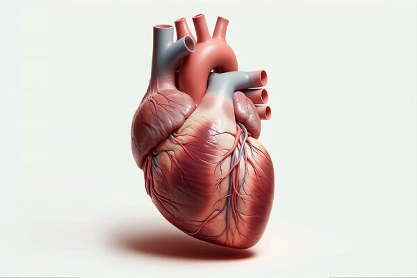 نور؛ کلید تازه برای کنترل تپش قلب