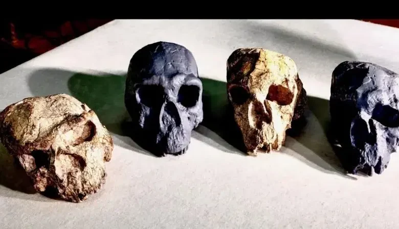 جمجمهای که تاریخ تکامل انسان را بازنویسی کرد