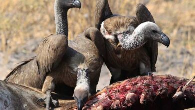 هجوم کرکس‌ها به شکار یوزپلنگ؛ نبردی نابرابر در دل حیات‌وحش + فیلم