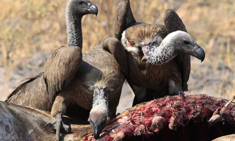 هجوم کرکس‌ها به شکار یوزپلنگ؛ نبردی نابرابر در دل حیات‌وحش + فیلم