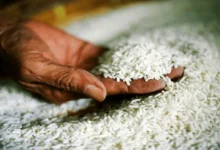قیمت برنج جهانی در آستانه کاهش؛ حتی با زیان کشاورزان هند و پاکستان