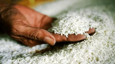 قیمت برنج جهانی در آستانه کاهش؛ حتی با زیان کشاورزان هند و پاکستان