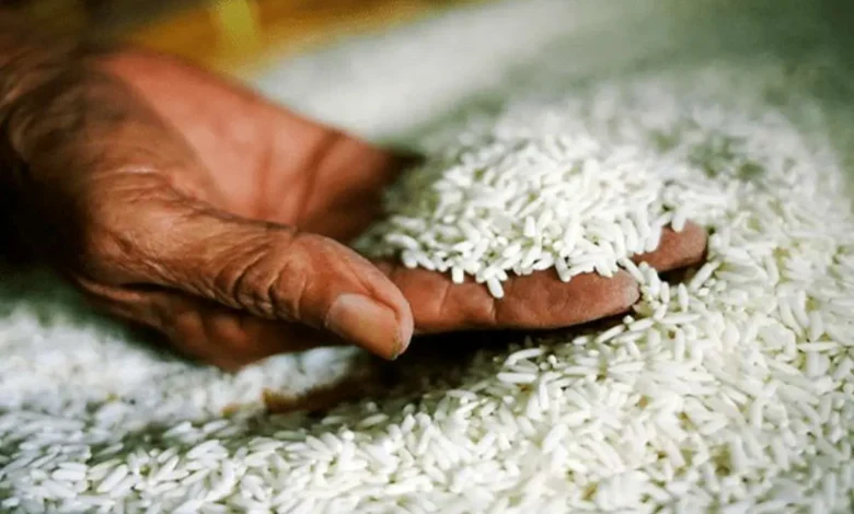 قیمت برنج جهانی در آستانه کاهش؛ حتی با زیان کشاورزان هند و پاکستان