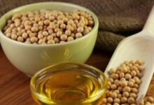 سویا با طعمی تازه در راه است؛ دست‌پخت دانشمندان برای گیاه‌خواران
