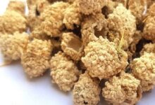 شکر تیغال