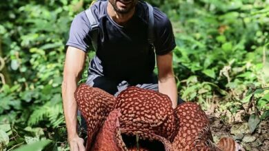 بدبوترین گیاه جهان
