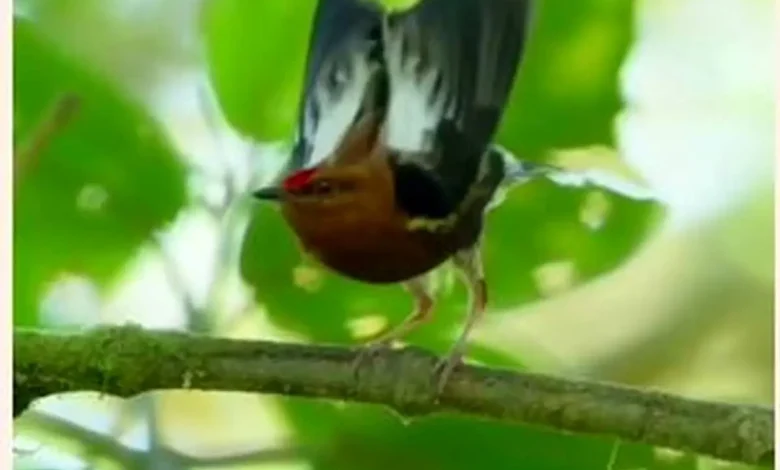 ماناکین بالگرزدار