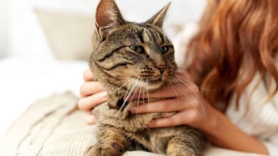 آیا حیوانات خانگی می‌توانند ریسک ابتلا به اسکیزوفرنی را بالا ببرند؟