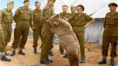 سال ۱۹۴۲ میلادی بود. جنگ جهانی دوم در اوج خود شعلهور بود. نیروهای متفقین در حال سازماندهی مجدد بودند و ارتش لهستان، که پس از اشغال کشورشان توسط نازیها و شوروی پراکنده شده بود، در حال بازسازی در خاورمیانه بود. گروهی از سربازان لهستانی، که از طریق ایران به سمت فلسطین و مصر حرکت میکردند، در نزدیکی شهر همدان با صحنهای دلنشین روبرو شدند. یک پسربچه محلی، که مادر خرسش را شکارچیان کشته بودند، توله خرس قهوهای کوچکی را در آغوش گرفته بود. این توله، ضعیف و گرسنه، با چشمان درشت و پشمالویش، دل سربازان را ربود. سربازان لهستانی، که خود از سختیهای جنگ رنج برده بودند، تصمیم گرفتند این توله را بخرند. معامله ساده بود: دو قوطی کنسرو غذای نظامی در برابر توله خرس. سربازان نام او را ابتدا “ایرانی” گذاشتند، اما بزودی او را در بین خود پذیرفتند. این توله، که بعدها وویتک نام گرفت، بخشی از لشکر دوم لهستان تحت فرماندهی ژنرال ولادیسلاو آندرس شد. سربازان، که از خانه و کاشانه دور بودند، در این حیوان کوچک پناهگاهی برای احساساتشان یافتند. او را با میوههای تازه، عسل، شربت و مارمالاد تغذیه میکردند . غذاهایی که در جیره نظامی نایاب بودند، اما برای وویتک فدا میشدند. نکته جالبتر، علاقه وویتک به سیگار بود. سربازان لهستانی، که سیگار کشیدن بخشی از زندگی روزمرهشان در جبهه بود، متوجه شدند که این خرس نه تنها دود سیگار را تحمل میکند، بلکه حتی سیگار روشن را میخورد! او سیگار را مانند یک خوراکی خوشمزه میجوید و دودش را با لذت بیرون میداد. این عادت عجیب، وویتک را به مرکز توجه تبدیل کرد. شبها، او در چادر سربازان یا در جعبه چوبی مخصوص خودش میخوابید، و سربازان نوبت نگهبانی میدادند تا مطمئن شوند او راحت است. وویتک به سرعت رشد کرد و از یک توله بازیگوش به خرسی تنومند با وزنی بیش از ۲۰۰ کیلوگرم تبدیل شد، اما مهربانیاش هیچگاه کم نشد. او با سربازان کشتی میگرفت، آنها را لیس میزد و حتی در بازیهایشان شرکت میکرد. ویدیو هولناک از جوان کارتن خوابی که میلیاردر شد. آموزش رایگان کلیک کن! ویدیو هولناک از جوان کارتن خوابی که میلیاردر شد. آموزش رایگان داستان وویتک وارد مرحلهای حساس شد وقتی ارتش لهستان تصمیم به انتقال به ایتالیا گرفت. سال ۱۹۴۴ بود و نبردهای سختی در پیش بود. سربازان باید از مصر سوار کشتیهای بریتانیایی میشدند تا به جبهه ایتالیا برسند. اما قوانین بندر سختگیرانه بود: هیچ حیوانی اجازه ورود به کشتی را نداشت. وویتک، که حالا بخشی جداییناپذیر از واحد بود، در خطر جدایی قرار گرفت. سربازان، که عاشق این خرس شده بودند، حاضر نبودند او را رها کنند. آنها به رئیس ستاد ارتش در مصر مراجعه کردند و درخواست رسمی دادند تا وویتک را به عنوان سرباز ثبت کنند. این ایده، هرچند عجیب، پذیرفته شد. برای ثبتنام، نیاز به نام و درجه بود. نام “وویتک” انتخاب شد. نامی لهستانی که به معنای “جنگجوی خندان” یا “کسی که از جنگ لذت میبرد” است. درجه سرجوخه به او داده شد، و بدین ترتیب وویتک به طور رسمی عضو گروهان ۲۲ پشتیبانی توپخانه ارتش لهستان گردید. او حالا حقوق میگرفت (هرچند به صورت غذا و سیگار)، و حتی شماره خدمتی داشت! با این مدارک، وویتک سوار کشتی شد و راهی ایتالیا گردید. این رویداد، اولین بار بود که یک حیوان به طور رسمی در ارتش ثبت میشد، و داستانش به سرعت در میان متفقین پیچید. نبرد مونته کاسینو: قهرمانی یک خرس جنگ در ایتالیا وارد مرحلهای خونین شده بود. نبرد مونته کاسینو، یکی از سختترین و مرگبارترین نبردهای جنگ جهانی دوم، در بهار ۱۹۴۴ آغاز شد. نیروهای آلمانی در صومعهای مستحکم بر فراز تپه مونته کاسینو سنگر گرفته بودند و راه رم را مسدود کرده بودند. متفقین، شامل لهستانیها، بریتانیاییها و آمریکاییها، بارها حمله کردند اما شکست خوردند. هزاران سرباز جان باختند، و مهمات به سرعت مصرف میشد. اینجا بود که وویتک درخشید. گروهان ۲۲ پشتیبانی توپخانه وظیفه حمل مهمات به خط مقدم را داشت. جعبههای خمپاره و مهمات سنگین بودند – گاهی بیش از ۵۰ کیلوگرم – و سربازان در گلولای و زیر آتش دشمن خسته میشدند. وویتک، با قدرت خارقالعادهاش، وارد عمل شد. او جعبهها را روی شانههای پهن خود میگرفت و بدون توقف به سمت موقعیتهای توپخانه میبرد. سربازان میگویند وویتک هرگز جعبهای را رها نکرد، حتی وقتی انفجارها اطرافش میپیچید. او ساعتها کار میکرد، عرق میریخت (بله، خرسها هم عرق میکنند!) و با غرشهای آرامشبخش، روحیه سربازان را بالا میبرد. یکی از شاهدان عینی، پیوتر پروروسکی، سرباز لهستانی، بعدها در مصاحبهای گفت: “وویتک مثل یک ماشین بود، اما با قلبی بزرگ. وقتی جعبهای را میآورد، ما احساس میکردیم پیروزی نزدیک است.” در یکی از روزهای نبرد، وویتک بیش از ۱۰۰ جعبه مهمات حمل کرد . کاری که چند سرباز انسانی را خسته میکرد. این فداکاریها نه تنها به پیروزی لهستانیها در مونته کاسینو کمک کرد (صومعه سرانجام در ۱۸ مه ۱۹۴۴ فتح شد)، بلکه وویتک را به اسطوره تبدیل کرد. فرماندهان ارتش، برای قدردانی، نماد گروهان ۲۲ را تغییر دادند: حالا یک خرس که خمپارهای روی شانه حمل میکند، نشان رسمی واحد بود. این نماد هنوز هم در موزههای لهستان نگهداری میشود. حملونقل وویتک در جبهه هم جالب بود. او معمولاً در کامیونهای بارکش سوار میشد، کنار سربازان مینشست و گاهی سیگار میکشید و همین باعث می شد سربازانی که استرس جنگ داشتند با دیدن این وضعیت کمی از فشار روانی آنها کم می شد. سربازان داستانهایی تعریف میکنند از اینکه وویتک دشمنان را میترساند . غرش او کافی بود تا سربازان آلمانی عقبنشینی کنند! شهرت پس از جنگ: از جبهه به رسانهها جنگ جهانی دوم در ۱۹۴۵ به پایان رسید، اما داستان وویتک ادامه یافت. ارتش لهستان تصمیم گرفت او را به باغوحش ادینبورگ در اسکاتلند بفرستد، جایی که سربازان لهستانی بسیاری پس از جنگ ساکن شدند. وویتک، حالا یک ستاره، با تشریفات نظامی به آنجا منتقل شد. او در قفسی بزرگ زندگی میکرد، با استخر و غذاهای مورد علاقهاش. شهرت وویتک مرزها را درنوردید. مطبوعات بریتانیایی و بینالمللی او را “سرباز خرس” نامیدند. بیبیسی چندین بار او را به برنامههای رادیویی دعوت کرد. البته به صورت نمادین، با صدای راوی که داستانش را میگفت. روزنامهنگاران به باغوحش میآمدند و برای وویتک سیگار پرتاب میکردند؛ او با مهارت آنها را میگرفت و میخورد! همرزمان قدیمیاش، سربازان لهستانی، مرتب به دیدنش میرفتند، با او کشتی میگرفتند و خاطرات جنگ را زنده میکردند. وویتک نماد دوستی میان انسان و حیوان شد. کودکان لهستانی داستان او را در کتابها میخواندند، و مجسمههایی از او ساخته شد. یکی از معروفترین مجسمهها در موزه جنگ ایمپریال لندن است، که وویتک را با خمپاره نشان میدهد. حتی در لهستان، خیابانها و مدارس به نام او نامگذاری شدند. وویتک در ۲ دسامبر ۱۹۶۳، در باغوحش ادینبورگ درگذشت. مرگ او خبرساز شد و تعداد زیادی در مراسم تشییع جنازه نمادین شرکت کردند. بدنش را مومیایی کردند و در موزهای نگهداری میکنند، اما روح او زنده ماند. داستان وویتک بیش از یک ماجرای جنگی است. او نشان داد که در تاریکترین لحظات تاریخ، مهربانی و فداکاری میتواند بدرخشد. از یک توله یتیم در همدان تا قهرمان مونته کاسینو، وویتک پلی میان فرهنگها زد . ایرانی، لهستانی، بریتانیایی. امروز، کتابها، مستندها و حتی انیمیشنهایی درباره او ساخته شده. او به ما یادآوری میکند که قهرمانان همیشه انسان نیستند؛ گاهی یک خرس سیگارکش است که اتفاقات مهمی را رقم می زند.