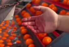 پرتقال رنگ شده