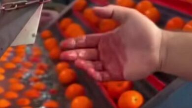 پرتقال رنگ شده