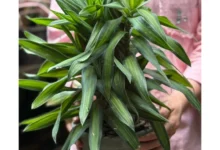 . معرفی گیاهان تصفیه‌کننده هوا از نگاه ناسا + نکات طلایی نگهداری