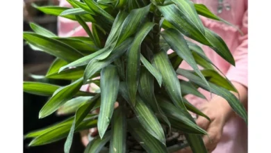 . معرفی گیاهان تصفیهکننده هوا از نگاه ناسا + نکات طلایی نگهداری