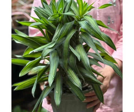 . معرفی گیاهان تصفیه‌کننده هوا از نگاه ناسا + نکات طلایی نگهداری