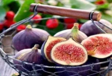 انجیر، میوه ای با طبع گرم و تر، دارای خواص متعددی مانند رفع یبوست، تقویت سیستم تنفسی و هاضمه، و کمک به افزایش وزن است. اما مصرف آن برای افراد با کبد ضعیف باید با احتیاط همراه باشد.