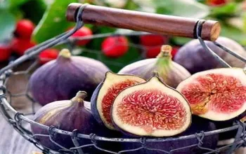 انجیر، میوه ای با طبع گرم و تر، دارای خواص متعددی مانند رفع یبوست، تقویت سیستم تنفسی و هاضمه، و کمک به افزایش وزن است. اما مصرف آن برای افراد با کبد ضعیف باید با احتیاط همراه باشد.