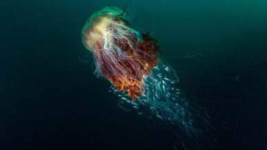 عروس دریایی