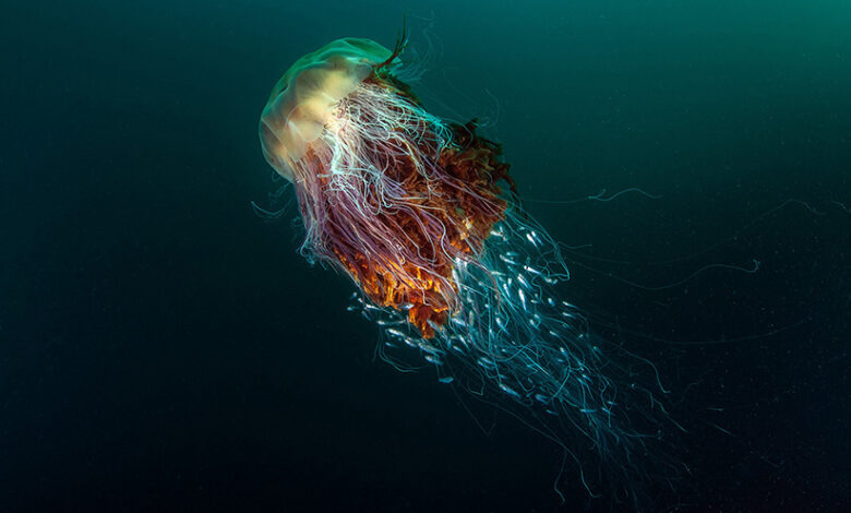 عروس دریایی