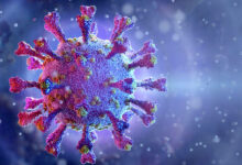 دکتر آذرخش آذران در گفت‌وگو با ایسنا اظهار کرد: پاییز، زمان اوج بسیاری از بیماری‌های ویروسی تنفسی است؛ عفونت‌های ویروسی سیستم تنفسی به راحتی قابل انتقال هستند و می‌توانند برای کودکان، افراد مسن و اشخاصی که ضعف سیستم ایمنی دارند، خطرناک باشند. وی با اشاره به بیماری‌های ویروسی و باکتریال تنفسی شایع در این فصل، افزود: ویروس‌های مختلفی از جمله رینوویروس‌ها در بروز سرماخوردگی نقش دارند. کووید - ۱۹، آنفلوآنزا، سرماخوردگی ناشی از ویروس‌های مختلف، اسهال و استفراغ ناشی از روتاویروس، عفونت حاد گوش، سینوزیت، آلرژی و آسم در این فصل شیوع پیدا می‌کنند. تپسلتپسل Advertisement وضعیت فعلی شیوع ویروس‌های تنفسی این متخصص ویروس‌شناسی پزشکی گفت: امسال اطلاعاتی که در مورد ویروس‌های تنفسی داریم، بیشتر از کشور استرالیا است. این روزها در شبکه‌های اجتماعی بسیار در مورد بدتر شدن وضعیت آنفلوآنزا صحبت کرده‌اند. استرالیا در نیم‌کره جنوبی و کشور ما در نیم‌کره شمالی قرار داد؛ با بررسی‌های الگوهای اپیدمیولوژیک استرالیا، شیوع ویروس‌ها در نیم‌کره جنوبی و شمالی متفاوت خواهد بود. وی ادامه داد: در حال حاضر در استرالیا علاوه بر ویروس آنفلوآنزای نوع A، ویروس RSV و کرونا(کووید - ۱۹) هم در گردش است یعنی اکنون در استرالیا یک اپیدمی وجود دارد و سه ویروس در حال گردش هستند اما خوشبختانه ویروس آنفلوآنزا تغییر آنتی‌ژنتیکی نداده است، یعنی ویروسی که در گردش است، دقیقا مطابق با سویه‌های موجود در واکسن موجود است و قاعدتا واکسیناسیون باید کارآیی لازم را داشته باشد. آذران با اشاره به گردش فراوان ویروس آنفلوآنزای نوع A و افزایش سرعت انتقال آن بیان کرد: بررسی‌ها نشان داده که دلیل اصلی این موضوع، پوشش کم و ناکافی واکسیناسیون بوده است، در نتیجه با انتقال بالای ویروس در کودکان و بروز بیماری شدید و وخیم در بزرگسالان مواجه شده‌ایم. بنابراین آنفلوآنزا در کودکان موجب انتقال خیلی سریع می‌شود و این کودکان هستند که بیماری را به دیگران منتقل می‌کنند اما در کودکان چندان منجر به بستری نمی‌شود اما این بیماری ممکن است در بزرگسالان بالای ۶۵ سال، وخیم و حتی منجر به بستری شدن در ICU شود. علائم بالینی آنفلوآنزا وی ادامه داد: علائم آنفلوآنزا برخلاف کووید - ۱۹ که به صورت تدریجی شروع می‌شود، ناگهانی است و با تب و لرز و سردرد شروع می‌شود و در ادامه، سرفه خشک و در موارد کم سرفه خلط‌دار، بدن‌درد شدید به ویژه در ناحیه کمر یا پشت ساق پا، آبریزش از بینی، گلو درد، آبریزش چشم، دردناک شدن چشم‌ها، بی‌اشتهایی، احساس فشار در زیر جناق سینه، گاهی بروز اسهال، استفراغ و تهوع، خستگی و بی‌قراری از علائم این بیماری هستند. خطرات و عوارض آنفلوآنزا عضو هیات علمی دانشگاه علوم پزشکی جندی شاپور اهواز اضافه کرد: عوارض این بیماری به دو دسته ریوی(پولمونری) و خارج ریوی(اکستراپولمونری) تقسیم می‌شوند. عوارض ریوی شامل پنومونی ویروسی و پنومونی باکتریال و عوارض خارج ریوی هم شامل عفونت گوش میانی، سینوزیت، التهاب تیروئید، بدتر شدن دیابت، التهاب قلب، التهاب مغز و التهاب عضلات است. آذران گفت: به طور کلی، آنفلوآنزا می‌تواند چندین ارگان بدن را درگیر کند و در افرادی که بیماری‌های ریوی و قلبی دارند، می‌تواند موجب تشدید آن بیماری شود. تفاوت آنفلوآنزا با دیگر بیماری‌های ویروسی تنفسی وی در خصوص تفاوت‌های آنفلوآنزا با سرماخوردگی و کووید - ۱۹ بیان کرد: بسیاری اوقات بیماری‌های تنفسی از نظر بالینی، قابل تشخیص نیستند اما یکی از مهم‌ترین وجوه تفکیک آنفلوآنزا از سرماخوردگی و کووید - ۱۹، شروع بسیار ناگهانی آنفلوآنزا است، به این معنا که بدون هیچ پیش آگهی قبلی و به صورت ناگهانی، تب و لرز و سردرد شروع می‌شود اما در کووید - ۱۹ و سرماخوردگی، علائم به صورت تدریجی رخ خواهد داد؛ اول تب و لرز خفیف، بعد کاهش اشتها، گلودرد، سوزش گلو و به تدریج درد عضلانی، آبریزش و گرفتگی بینی ایجاد می‌شود. بنابراین وجه تفکیک بالینی آنفلوآنزا از سرماخوردگی، تنها شروع ناگهانی یا تدریجی بودن علائم است در حالی که در سرماخوردگی، درد عضلانی وجود ندارد و شدت بیماری کمتر است؛ اما اگر بخواهیم به صورت دقیق ویروس را تشخیص دهیم، نیازمند تشخیص آزمایشگاهی خواهیم بود. این متخصص ویروس‌شناسی پزشکی گفت: دوره کمون انتشار ویروس آنفلوآنزا یک تا چهار روز است و هرچه میزان ویروس بیشتر باشد، علائم زودتر ظاهر می‌شوند اما معمولا علائم آنفلوآنزا بعد از یکی دو روز بعد از مواجهه با ویروس یا فرد بیمار، ظاهر می‌شود. باید و نباید واکسن آنفلوآنزا وی بیان کرد: بهترین راه پیشگیری، واکسیناسیون است. در حال حاضر در کشور ما سه نوع واکسن شامل دو واکسن خارجی و یک واکسن ایرانی برای آنفلوآنزا وجود دارد؛ همه افراد بالای شش ماه می‌توانند وکسن خارجی را تزریق کنند اما واکسن ایرانی تنها برای افراد بالای ۱۸ سال تزریق می‌شود. آذران در خصوص نحوه تزریق واکسن در کودکان بیان کرد: برای کودکانی که سن زیر ۹ سال دارند و برای اولین بار واکسن آنفلوآنزا را دریافت می‌کنند، باید دو دوز به فاصله ۲۸ روز تزریق شود و از سال‌های بعد، دریافت یک دوز مانند بزرگسالان کافی است. برای بزرگسالان هم تزریق سالیانه یک دوز کافی است. وی افزود: بهتر است همه افراد این واکسن را دریافت کنند اما با توجه به اینکه واکسن به تعداد کافی وجود ندارد، سالمندان بالای ۶۵ سال، زنان باردار، بیماران دیابتی، افراد با اضافه وزن با BMI بالای ۴۰، افراد با ضعف سیستم ایمنی، مبتلایان به بیماری‌های زمینه‌ای، کادر درمان و بیماران قلبی و افراد با فشارخون بالا در اولویت هستند. عضو هیات علمی دانشگاه علوم پزشکی جندی شاپور اهواز ادامه داد: شست‌وشوی دست‌ها با آب و صابون به مدت ۲۰ ثانیه، ضدعفونی کردن سطوح، دوری از افراد دارای علائم بیماری و پوشاندن دهان و بینی با ماسک در جاهای شلوغ و سربسته نیز راه‌های پیشگیری غیر از واکسیناسیون است. درمان آنفلوآنزا وی اضافه کرد: درمان این بیماری به دو دسته تقسیم می‌شود؛ مراقبت‌های اولیه و حمایتی شامل استراحت، مصرف مایعات گرم، استفاده از عسل، لیمو و ویتامین C است. این متخصص ویروس‌شناسی پزشکی با اشاره به درمان‌های دارویی آنفلوآنزا گفت: داروهای ضدویروس باید در ساعت‌های اولیه شروع علائم، مصرف شود. داروهای ضدویروس برای همه افراد تجویز نمی‌شود و تنها با دستور پزشک و در موارد خاص انجام می‌شود زیرا مصرف بی‌رویه داروهای ضدویروس می‌تواند منجر به ایجاد مقاومت دارویی شود. وی با اشاره به درمان علامتی آنفلوآنزا با داروهای ضدالتهاب افزود: مصرف آنتی‌بیوتیک فقط در صورت وجود گلو درد باکتریال مجاز است و هیچ تاثیری بر خود ویروس ندارد. اگر عفونت باکتریال وجود ندارد، باید از مصرف آنتی‌بیوتیک خودداری کرد.