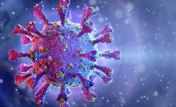 دکتر آذرخش آذران در گفت‌وگو با ایسنا اظهار کرد: پاییز، زمان اوج بسیاری از بیماری‌های ویروسی تنفسی است؛ عفونت‌های ویروسی سیستم تنفسی به راحتی قابل انتقال هستند و می‌توانند برای کودکان، افراد مسن و اشخاصی که ضعف سیستم ایمنی دارند، خطرناک باشند. وی با اشاره به بیماری‌های ویروسی و باکتریال تنفسی شایع در این فصل، افزود: ویروس‌های مختلفی از جمله رینوویروس‌ها در بروز سرماخوردگی نقش دارند. کووید - ۱۹، آنفلوآنزا، سرماخوردگی ناشی از ویروس‌های مختلف، اسهال و استفراغ ناشی از روتاویروس، عفونت حاد گوش، سینوزیت، آلرژی و آسم در این فصل شیوع پیدا می‌کنند. تپسلتپسل Advertisement وضعیت فعلی شیوع ویروس‌های تنفسی این متخصص ویروس‌شناسی پزشکی گفت: امسال اطلاعاتی که در مورد ویروس‌های تنفسی داریم، بیشتر از کشور استرالیا است. این روزها در شبکه‌های اجتماعی بسیار در مورد بدتر شدن وضعیت آنفلوآنزا صحبت کرده‌اند. استرالیا در نیم‌کره جنوبی و کشور ما در نیم‌کره شمالی قرار داد؛ با بررسی‌های الگوهای اپیدمیولوژیک استرالیا، شیوع ویروس‌ها در نیم‌کره جنوبی و شمالی متفاوت خواهد بود. وی ادامه داد: در حال حاضر در استرالیا علاوه بر ویروس آنفلوآنزای نوع A، ویروس RSV و کرونا(کووید - ۱۹) هم در گردش است یعنی اکنون در استرالیا یک اپیدمی وجود دارد و سه ویروس در حال گردش هستند اما خوشبختانه ویروس آنفلوآنزا تغییر آنتی‌ژنتیکی نداده است، یعنی ویروسی که در گردش است، دقیقا مطابق با سویه‌های موجود در واکسن موجود است و قاعدتا واکسیناسیون باید کارآیی لازم را داشته باشد. آذران با اشاره به گردش فراوان ویروس آنفلوآنزای نوع A و افزایش سرعت انتقال آن بیان کرد: بررسی‌ها نشان داده که دلیل اصلی این موضوع، پوشش کم و ناکافی واکسیناسیون بوده است، در نتیجه با انتقال بالای ویروس در کودکان و بروز بیماری شدید و وخیم در بزرگسالان مواجه شده‌ایم. بنابراین آنفلوآنزا در کودکان موجب انتقال خیلی سریع می‌شود و این کودکان هستند که بیماری را به دیگران منتقل می‌کنند اما در کودکان چندان منجر به بستری نمی‌شود اما این بیماری ممکن است در بزرگسالان بالای ۶۵ سال، وخیم و حتی منجر به بستری شدن در ICU شود. علائم بالینی آنفلوآنزا وی ادامه داد: علائم آنفلوآنزا برخلاف کووید - ۱۹ که به صورت تدریجی شروع می‌شود، ناگهانی است و با تب و لرز و سردرد شروع می‌شود و در ادامه، سرفه خشک و در موارد کم سرفه خلط‌دار، بدن‌درد شدید به ویژه در ناحیه کمر یا پشت ساق پا، آبریزش از بینی، گلو درد، آبریزش چشم، دردناک شدن چشم‌ها، بی‌اشتهایی، احساس فشار در زیر جناق سینه، گاهی بروز اسهال، استفراغ و تهوع، خستگی و بی‌قراری از علائم این بیماری هستند. خطرات و عوارض آنفلوآنزا عضو هیات علمی دانشگاه علوم پزشکی جندی شاپور اهواز اضافه کرد: عوارض این بیماری به دو دسته ریوی(پولمونری) و خارج ریوی(اکستراپولمونری) تقسیم می‌شوند. عوارض ریوی شامل پنومونی ویروسی و پنومونی باکتریال و عوارض خارج ریوی هم شامل عفونت گوش میانی، سینوزیت، التهاب تیروئید، بدتر شدن دیابت، التهاب قلب، التهاب مغز و التهاب عضلات است. آذران گفت: به طور کلی، آنفلوآنزا می‌تواند چندین ارگان بدن را درگیر کند و در افرادی که بیماری‌های ریوی و قلبی دارند، می‌تواند موجب تشدید آن بیماری شود. تفاوت آنفلوآنزا با دیگر بیماری‌های ویروسی تنفسی وی در خصوص تفاوت‌های آنفلوآنزا با سرماخوردگی و کووید - ۱۹ بیان کرد: بسیاری اوقات بیماری‌های تنفسی از نظر بالینی، قابل تشخیص نیستند اما یکی از مهم‌ترین وجوه تفکیک آنفلوآنزا از سرماخوردگی و کووید - ۱۹، شروع بسیار ناگهانی آنفلوآنزا است، به این معنا که بدون هیچ پیش آگهی قبلی و به صورت ناگهانی، تب و لرز و سردرد شروع می‌شود اما در کووید - ۱۹ و سرماخوردگی، علائم به صورت تدریجی رخ خواهد داد؛ اول تب و لرز خفیف، بعد کاهش اشتها، گلودرد، سوزش گلو و به تدریج درد عضلانی، آبریزش و گرفتگی بینی ایجاد می‌شود. بنابراین وجه تفکیک بالینی آنفلوآنزا از سرماخوردگی، تنها شروع ناگهانی یا تدریجی بودن علائم است در حالی که در سرماخوردگی، درد عضلانی وجود ندارد و شدت بیماری کمتر است؛ اما اگر بخواهیم به صورت دقیق ویروس را تشخیص دهیم، نیازمند تشخیص آزمایشگاهی خواهیم بود. این متخصص ویروس‌شناسی پزشکی گفت: دوره کمون انتشار ویروس آنفلوآنزا یک تا چهار روز است و هرچه میزان ویروس بیشتر باشد، علائم زودتر ظاهر می‌شوند اما معمولا علائم آنفلوآنزا بعد از یکی دو روز بعد از مواجهه با ویروس یا فرد بیمار، ظاهر می‌شود. باید و نباید واکسن آنفلوآنزا وی بیان کرد: بهترین راه پیشگیری، واکسیناسیون است. در حال حاضر در کشور ما سه نوع واکسن شامل دو واکسن خارجی و یک واکسن ایرانی برای آنفلوآنزا وجود دارد؛ همه افراد بالای شش ماه می‌توانند وکسن خارجی را تزریق کنند اما واکسن ایرانی تنها برای افراد بالای ۱۸ سال تزریق می‌شود. آذران در خصوص نحوه تزریق واکسن در کودکان بیان کرد: برای کودکانی که سن زیر ۹ سال دارند و برای اولین بار واکسن آنفلوآنزا را دریافت می‌کنند، باید دو دوز به فاصله ۲۸ روز تزریق شود و از سال‌های بعد، دریافت یک دوز مانند بزرگسالان کافی است. برای بزرگسالان هم تزریق سالیانه یک دوز کافی است. وی افزود: بهتر است همه افراد این واکسن را دریافت کنند اما با توجه به اینکه واکسن به تعداد کافی وجود ندارد، سالمندان بالای ۶۵ سال، زنان باردار، بیماران دیابتی، افراد با اضافه وزن با BMI بالای ۴۰، افراد با ضعف سیستم ایمنی، مبتلایان به بیماری‌های زمینه‌ای، کادر درمان و بیماران قلبی و افراد با فشارخون بالا در اولویت هستند. عضو هیات علمی دانشگاه علوم پزشکی جندی شاپور اهواز ادامه داد: شست‌وشوی دست‌ها با آب و صابون به مدت ۲۰ ثانیه، ضدعفونی کردن سطوح، دوری از افراد دارای علائم بیماری و پوشاندن دهان و بینی با ماسک در جاهای شلوغ و سربسته نیز راه‌های پیشگیری غیر از واکسیناسیون است. درمان آنفلوآنزا وی اضافه کرد: درمان این بیماری به دو دسته تقسیم می‌شود؛ مراقبت‌های اولیه و حمایتی شامل استراحت، مصرف مایعات گرم، استفاده از عسل، لیمو و ویتامین C است. این متخصص ویروس‌شناسی پزشکی با اشاره به درمان‌های دارویی آنفلوآنزا گفت: داروهای ضدویروس باید در ساعت‌های اولیه شروع علائم، مصرف شود. داروهای ضدویروس برای همه افراد تجویز نمی‌شود و تنها با دستور پزشک و در موارد خاص انجام می‌شود زیرا مصرف بی‌رویه داروهای ضدویروس می‌تواند منجر به ایجاد مقاومت دارویی شود. وی با اشاره به درمان علامتی آنفلوآنزا با داروهای ضدالتهاب افزود: مصرف آنتی‌بیوتیک فقط در صورت وجود گلو درد باکتریال مجاز است و هیچ تاثیری بر خود ویروس ندارد. اگر عفونت باکتریال وجود ندارد، باید از مصرف آنتی‌بیوتیک خودداری کرد.