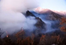 جنگل‌های الیت