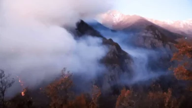 جنگل‌های الیت