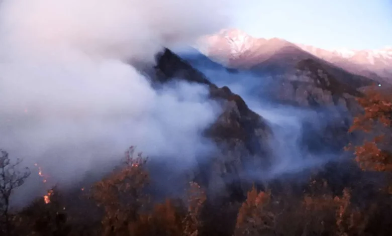 جنگل‌های الیت