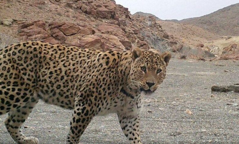 انتشار فیلم کامل بزرگ‌ترین پلنگ ایران