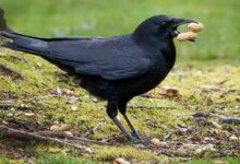 رفتار خارق‌العاده کلاغ؛ پرواز با بار کامل بیسکوئیت