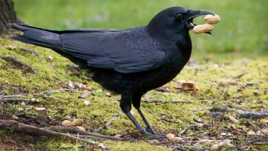 رفتار خارقالعاده کلاغ؛ پرواز با بار کامل بیسکوئیت