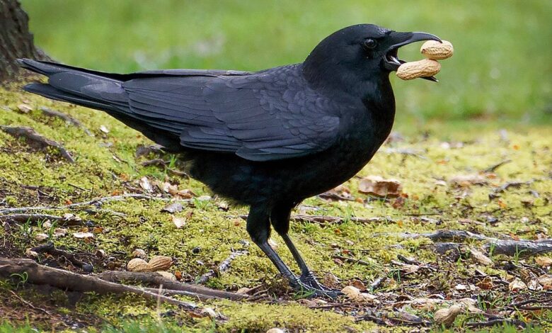 رفتار خارقالعاده کلاغ؛ پرواز با بار کامل بیسکوئیت