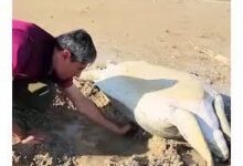نجات لاک‌پشت غول‌پیکر در سواحل بوشهر + فیلم