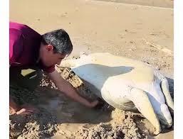 نجات لاک‌پشت غول‌پیکر در سواحل بوشهر + فیلم