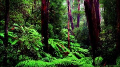 کشف شهر گم شده در زیر سایه درختان در قلب جنگل های آمازون + عکس