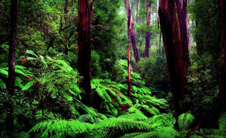 کشف شهر گم‌ شده‌ در زیر سایه درختان در قلب جنگل های آمازون + عکس