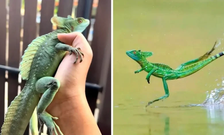 باسیلِسک سبز