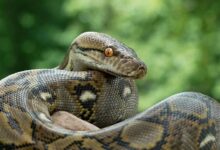 طولانی‌ترین مار وحشی جهان را ببینید! + فیلم