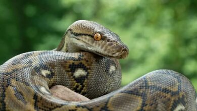 طولانی‌ترین مار وحشی جهان را ببینید! + فیلم