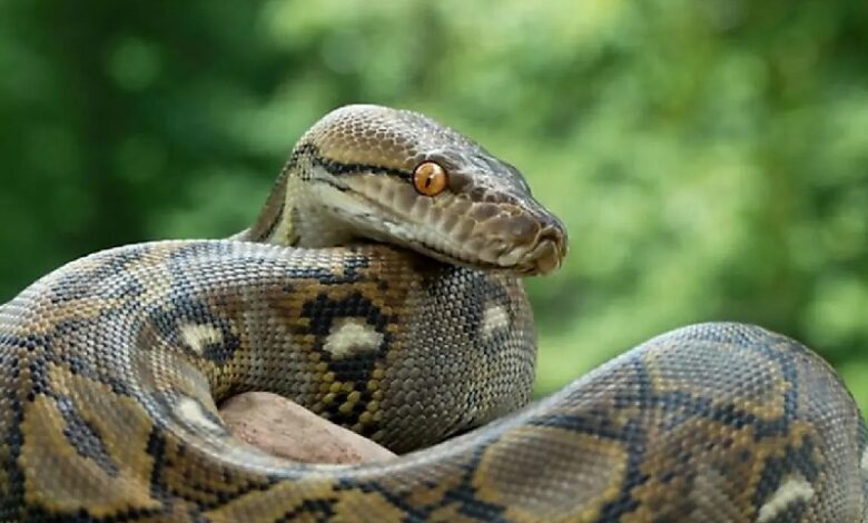 طولانیترین مار وحشی جهان را ببینید! + فیلم